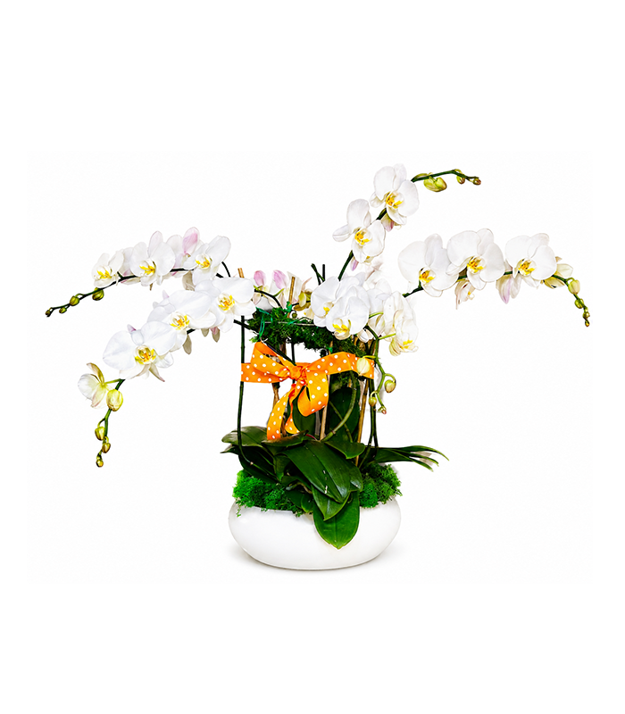 Chelsea Orchid Garden – Arrangement 1