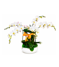Chelsea Orchid Garden – Arrangement 1