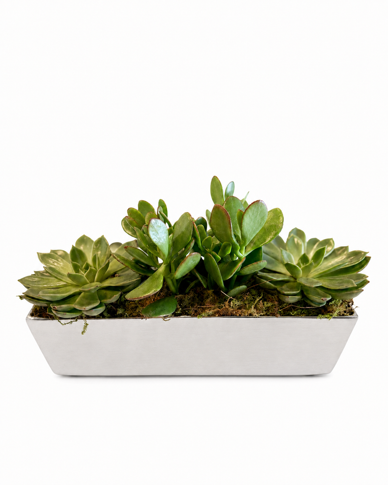 Plants Garden – Plant 1