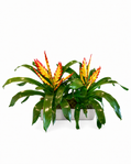Plants Garden – Plant 2
