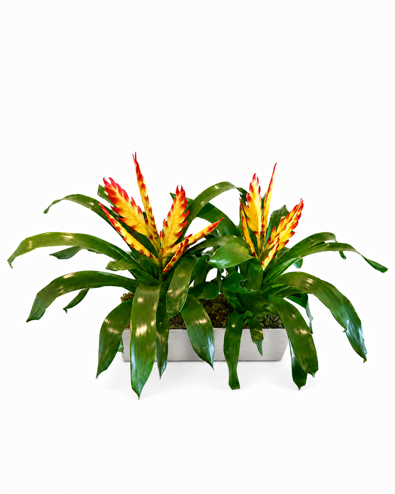 Plants Garden – Plant 2