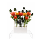 South African Garden – Deluxe Arrangement